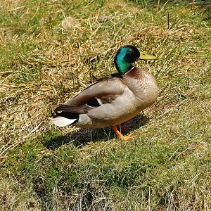 Wild Mallard (Anas platyrhynchos) drake, 2010-04-18