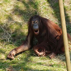 Bornean orangutan (Pongo pygmaeus), 2010-04-18
