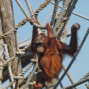 Bornean orangutan (Pongo pygmaeus), 2010-04-18