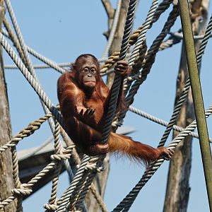 Bornean orangutan (Pongo pygmaeus), 2010-04-18