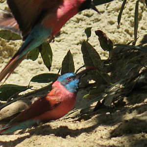 Northern Carmine Bee Eater (8/23/2024)