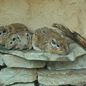 Gundi (Ctenodactylus gundi), 2010-04-18