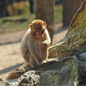 Young Barbary macaque (Macaca sylvanus), 2010-04-18