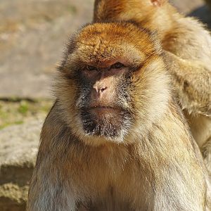Barbary macaque (Macaca sylvanus), 2010-04-18