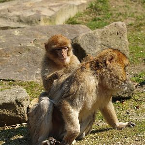Barbary macaques (Macaca sylvanus), 2010-04-18