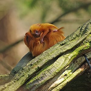 Golden lion tamarin baby (Leontopithecus rosalia), 2010-04-18