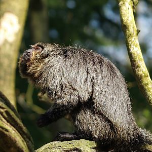Female White-faced saki (Pithecia pithecia), 2010-04-18