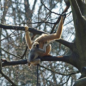Northern white-cheeked gibbons (Nomascus leucogenys), 2010-04-18
