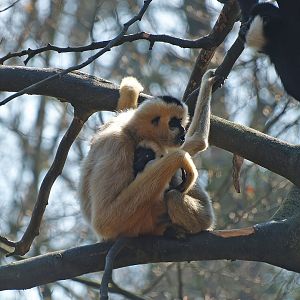 Northern white-cheeked gibbons (Nomascus leucogenys), 2010-04-18