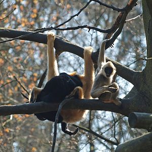 Northern white-cheeked gibbons (Nomascus leucogenys), 2010-04-18