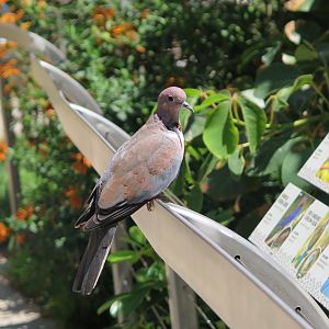 Pigeon ID Acacia Woodlands Aviary(8/23/2024)