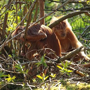 Javan Lutungs (Trachypithecus auratus), 2010-04-18