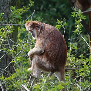 Javan Lutung (Trachypithecus auratus), 2010-04-18