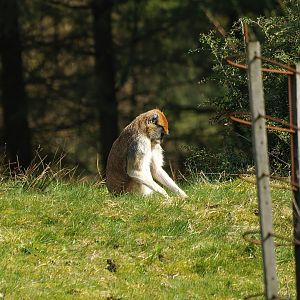 Common patas monkey (Erythrocebus patas patas), 2010-04-18