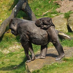 Western lowland gorillas (Gorilla gorilla gorilla), 2010-04-18