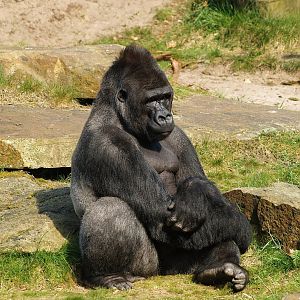 Western lowland gorilla (Gorilla gorilla gorilla), 2010-04-18