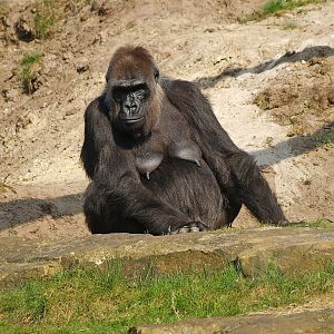 Western lowland gorilla (Gorilla gorilla gorilla), 2010-04-18