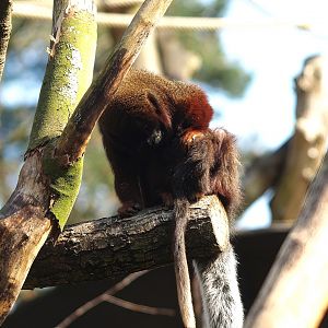 Red titis (Plecturocebus cupreus), 2010-04-18