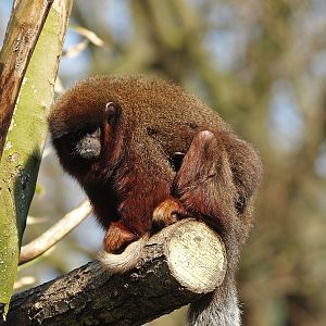 Red titis (Plecturocebus cupreus), 2010-04-18