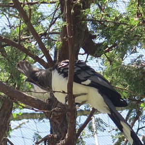 White Bellied Go Away Bird(8/23/2024)