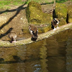 Ringed teals (Callonetta leucophrys), 2010-04-18