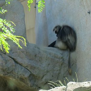 Gelada (8/23/2024)