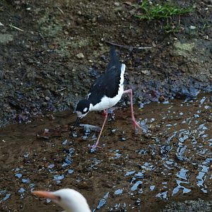 Black-necked stilt (Himantopus mexicanus mexicanus), 2010-04-18