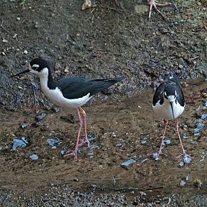 Black-necked stilt (Himantopus mexicanus mexicanus), 2010-04-18