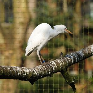 Western cattle egret (Ardea ibis), 2010-04-18