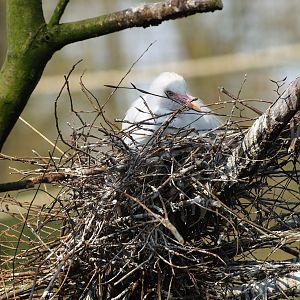Western cattle egret (Ardea ibis) on nest, 2010-04-18