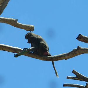 Hamadryas Baboon