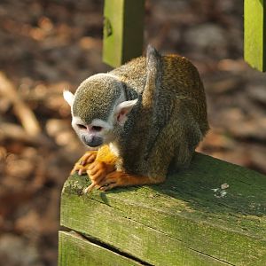 Common squirrel monkey (Saimiri sciureus), 2010-04-18