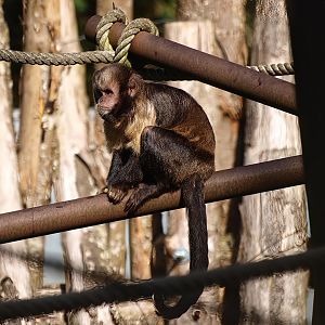 Yellow-breasted capuchin (Sapajus xanthosternos), 2015-08-01