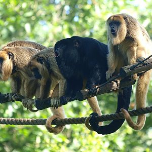 Black-and-gold howler monkeys (Alouatta caraya), 2015-08-01