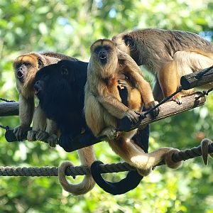 Black-and-gold howler monkeys (Alouatta caraya), 2015-08-01