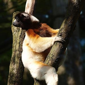 Crowned sifaka (Propithecus coronatus), 2015-08-01