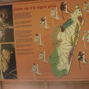Sifaka species signage, 2015-08-01