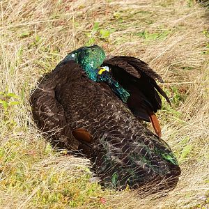 Green peafowl (Pavo muticus), 2015-08-01