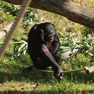 Bonobo (Pan paniscus), 2015-08-01