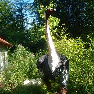 Elephant bird (Aepyornis maximus) model with eggs, 2015-08-01