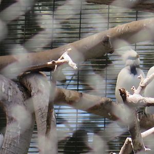 Bali Myna (8/23/2024)