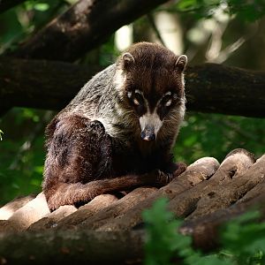 White-nosed coati (Nasua narica), 2015-08-01