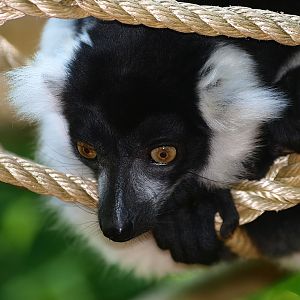 Black-and-white ruffed lemur (Varecia variegata variegata), 2015-08-01