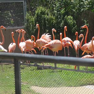 American Flamingo(8/23/2024)