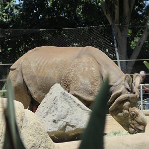 Indian Rhino(8/23/2024)