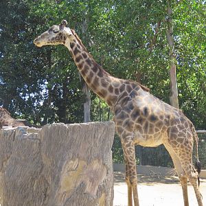 Masai Giraffe(8/23/2024)
