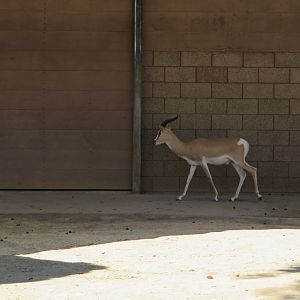 Soemmerring's Gazelle(8/23/2024)