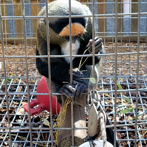 De Brazza's Monkey