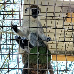 Vervet Monkey