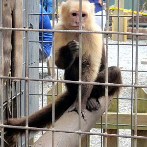 White-Faced Capuchin